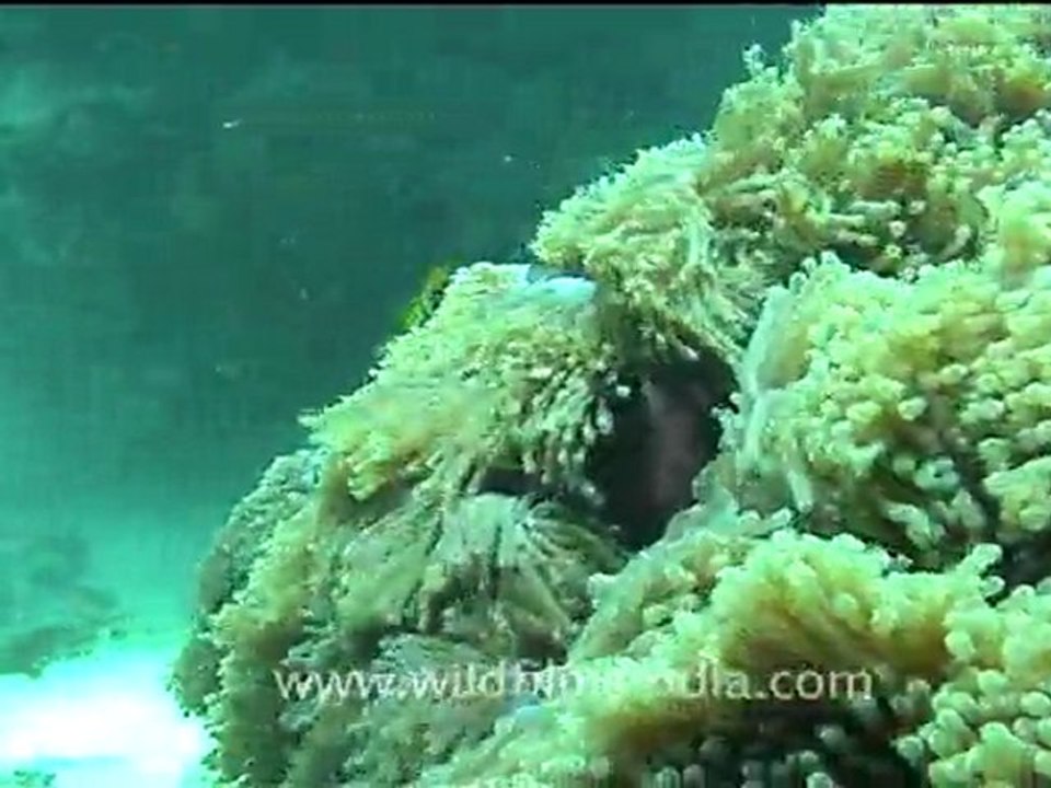 Under water clips_2