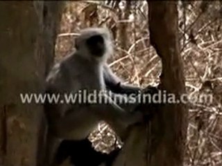Indian Langurs