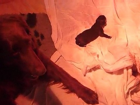 Flat coated retriever du Roc de Tougne, naissance des G