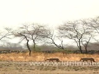 Wolf in Velavadar National Park