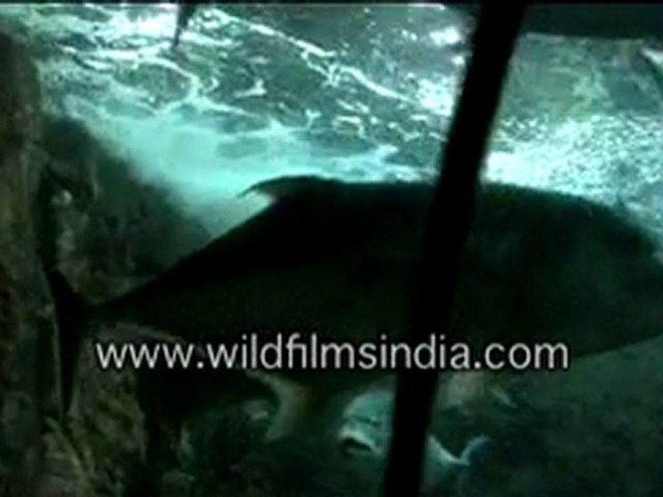 singapore-4-MPEG-4 800Kbps