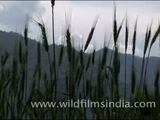 Wheat field ready for harvest