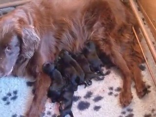 les flat coated retriever du Roc de Tougne,1°heures des "G"