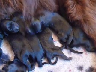 les flat coated retriever du Roc de Tougne,1°heures des "G", part II