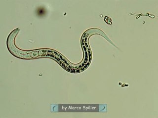Nematode in action