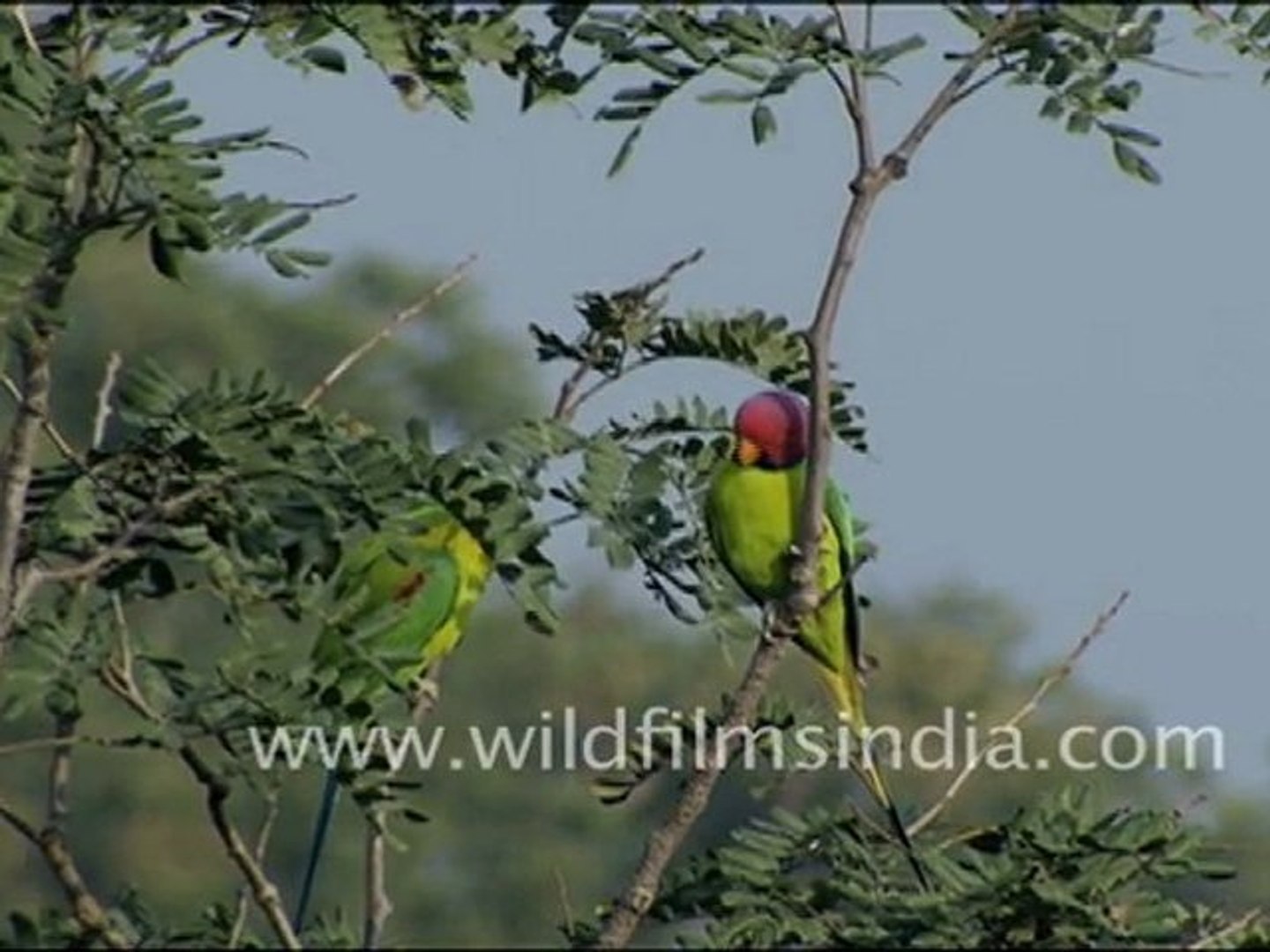 ⁣Blossom headed Parakeets in Jaisamand, Rajasthan