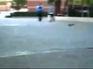 le petit écureuil et le mur!!vie posive!!