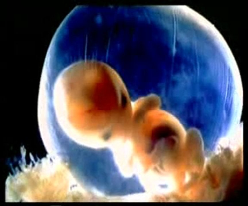 Kuran mucizeleri: Plasenta