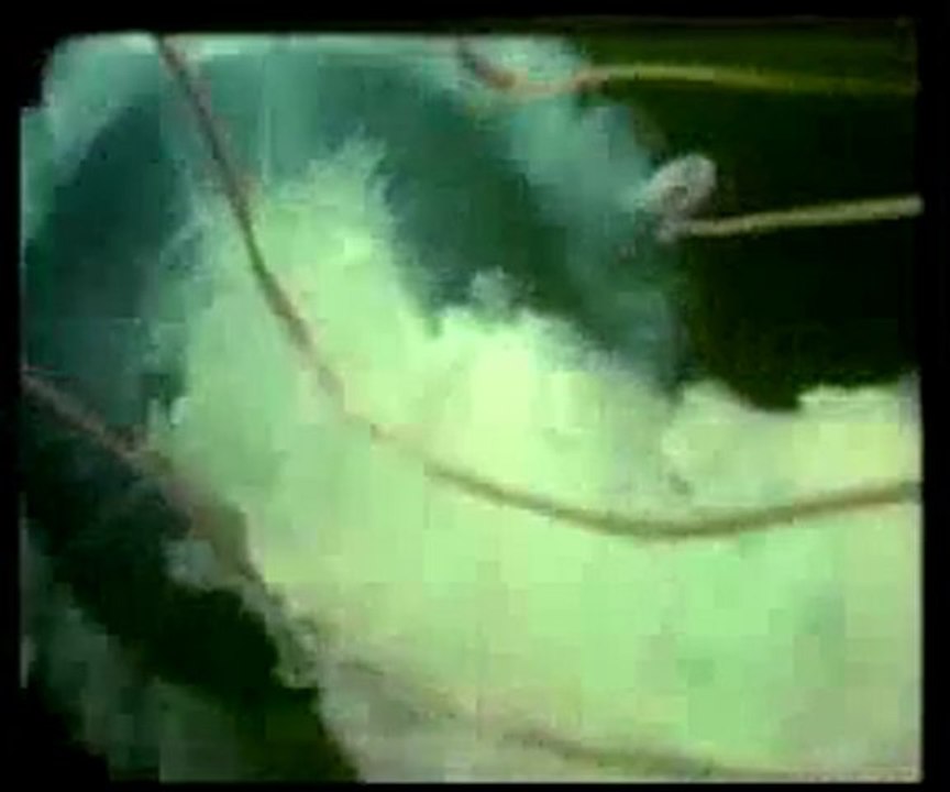 Denizlerdeki ihtişam evrimi yalanlıyor