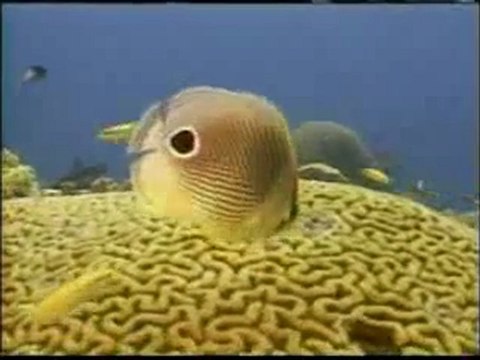 Denizdeki canlıların şekil değiştirmesi