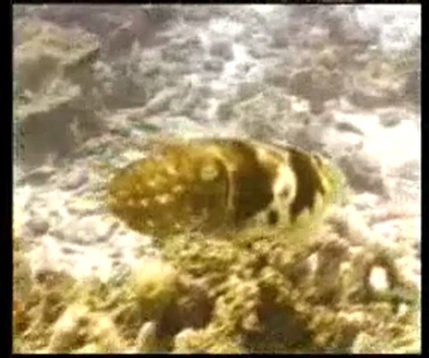 Denizdeki canlıların savunma taktikleri