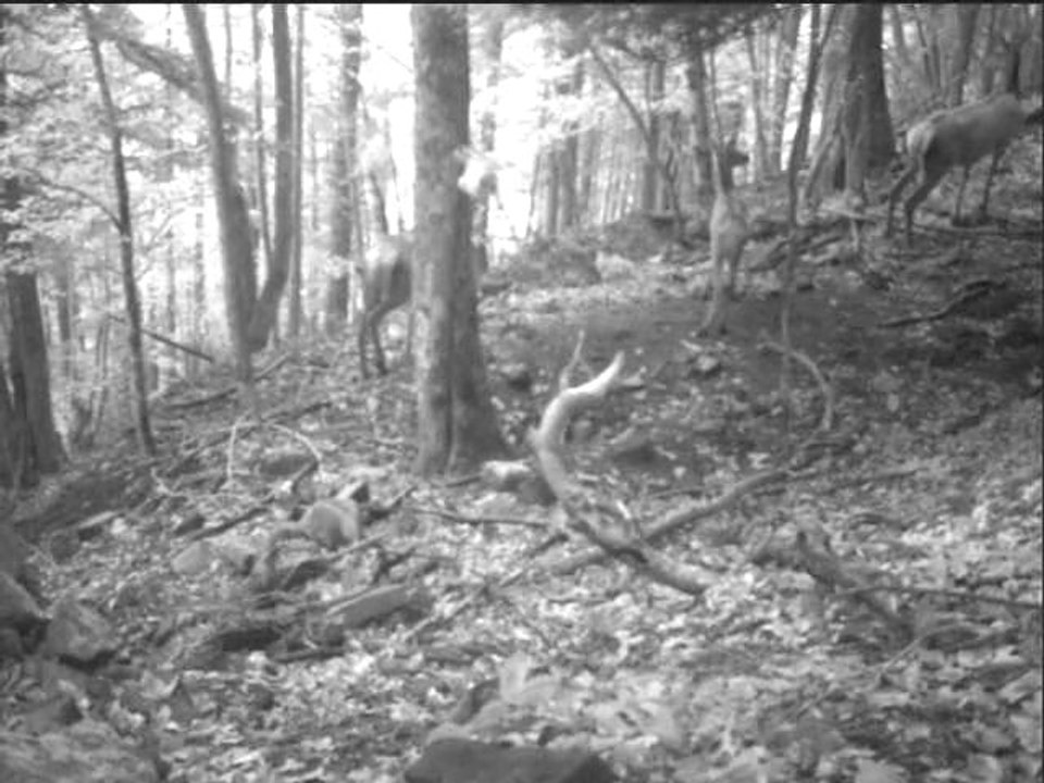 MDGC0001.AVI