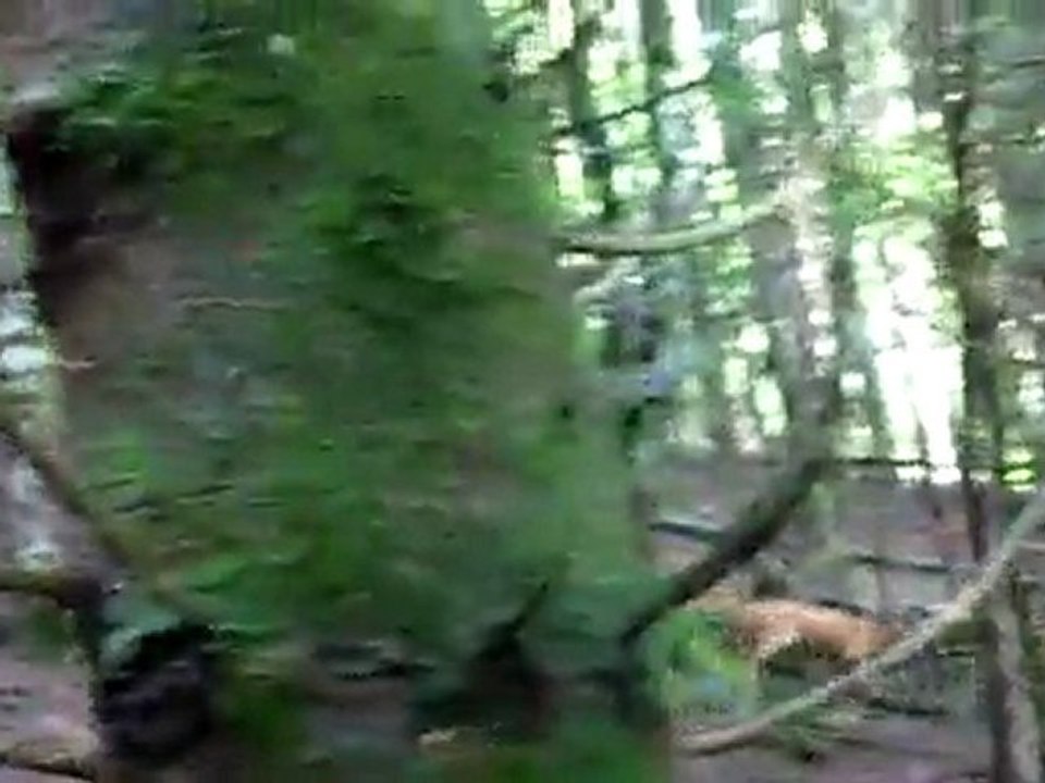 MVI_0860.MOV