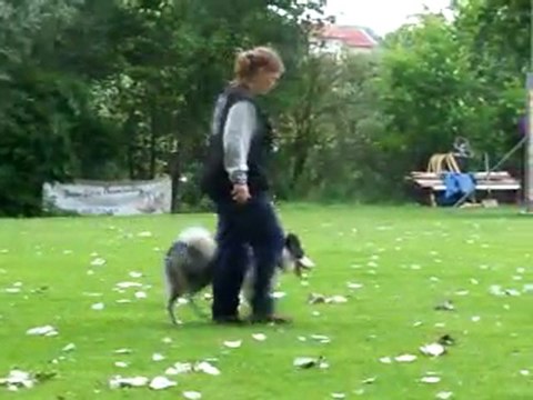 Entrainement obé Capone: marche au pied