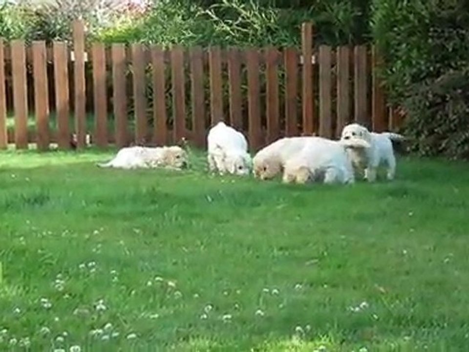chiots golden retriever à 6 semaines