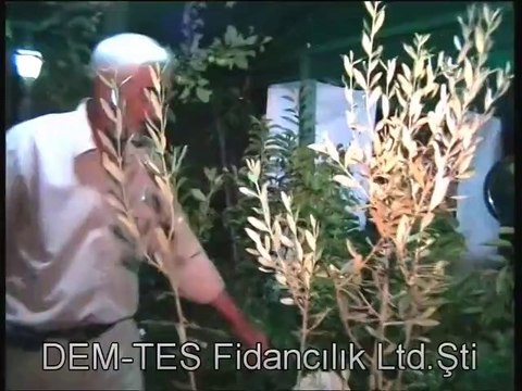 DALINDA MEYVESİ İLE FİDAN SATIŞI