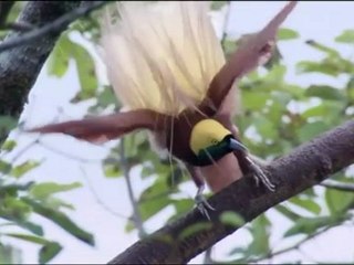 The Case for ReWilding  - a Love Police Special