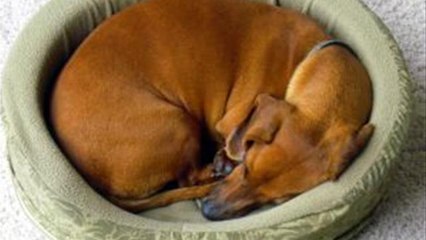 How To Choose The Right Dog Bed