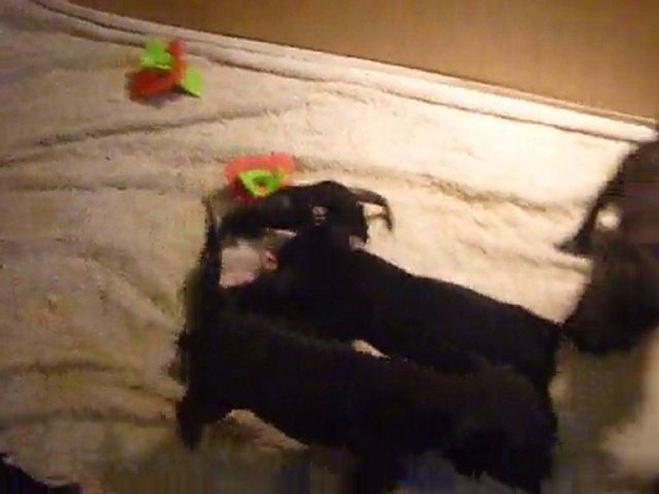 chiots staffordshire bull terrier à 6 semaines !