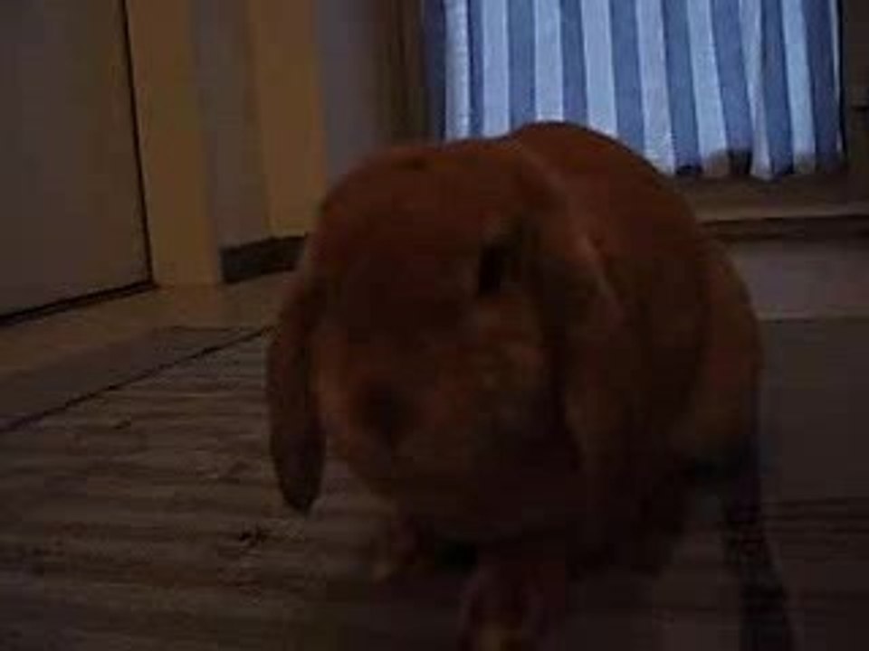 Gismoschnute für sonnilein *gg*