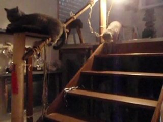 rapporte ! version chat...