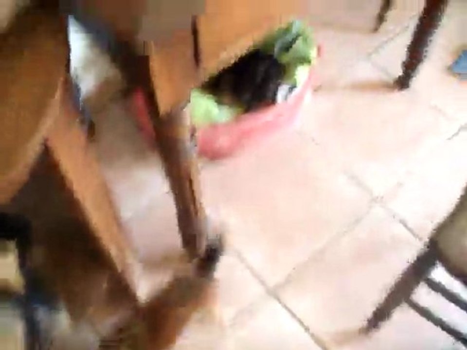 bb brittney et donovan 2011 012