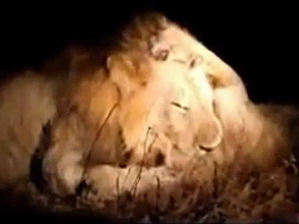 Erkek aslan düşmanını boğarak öldürdü