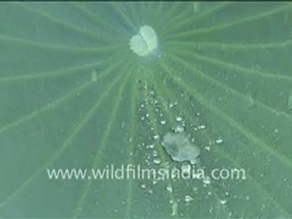 Fantastic! Water droplets on Lotus Leaves