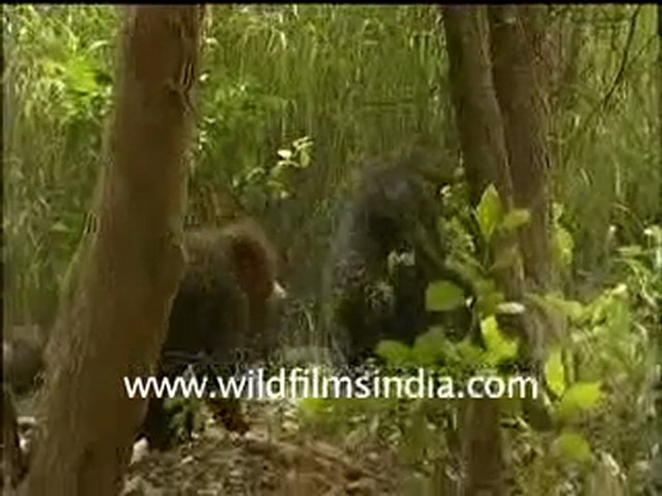 Sloth Bears fighting