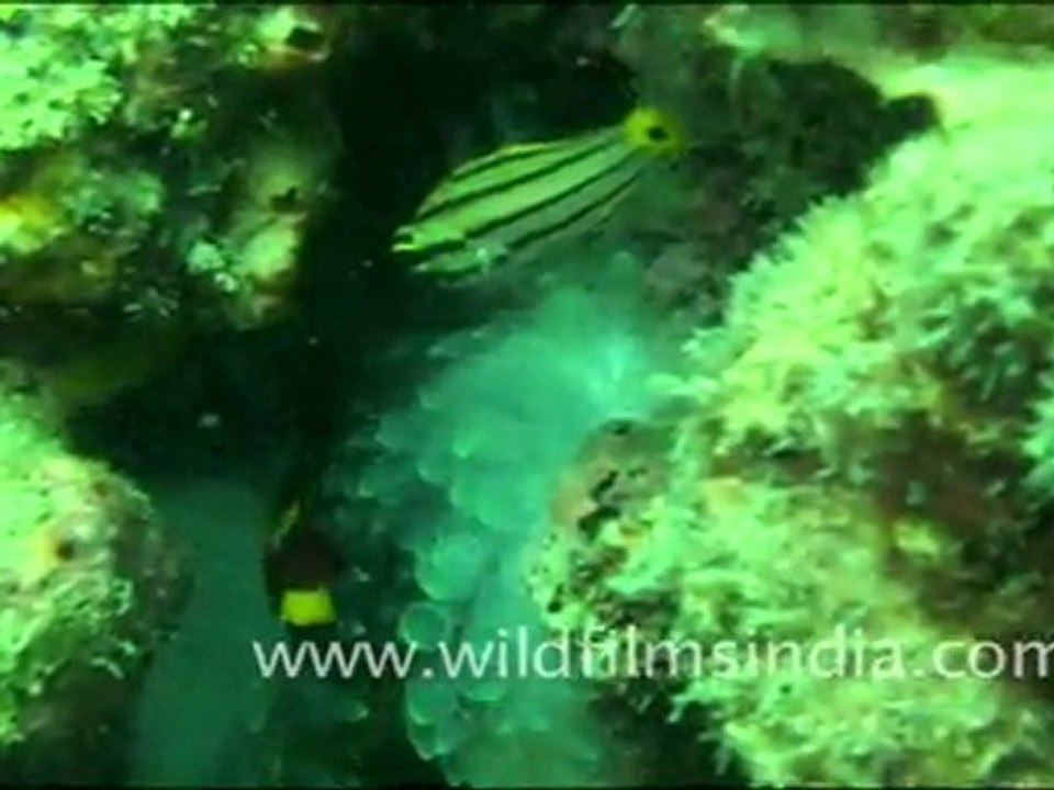 Sea fish from underwater