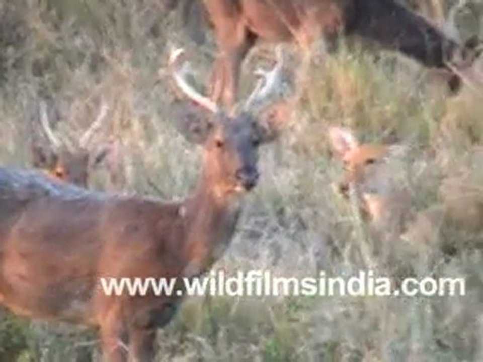 Cheetal or Spotted Deer forage