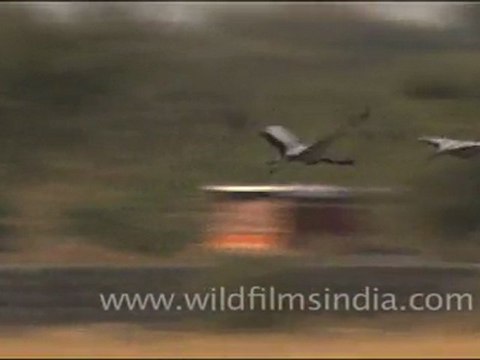 Demoiselle Cranes in a Rajasthan grassland