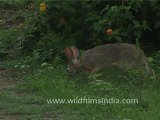 Black naped Hare