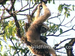 Hoolock Gibbon in Arunachal Pradesh