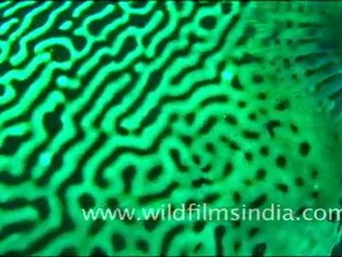 Puffer Fish in Andaman