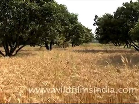 Wheat field ready for harvest