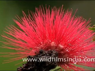 Albizzia at Jawaharlal Nehru Van Udyan