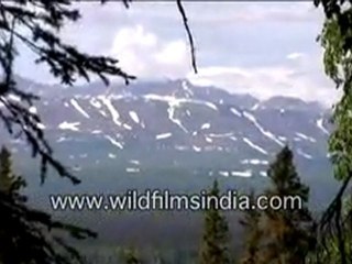 Alaska Through The Forests