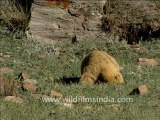Himalayan Marmots in Ladakh