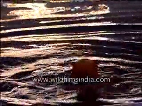 Men Taking a Holy Dip, Golden Temple, Amritsar