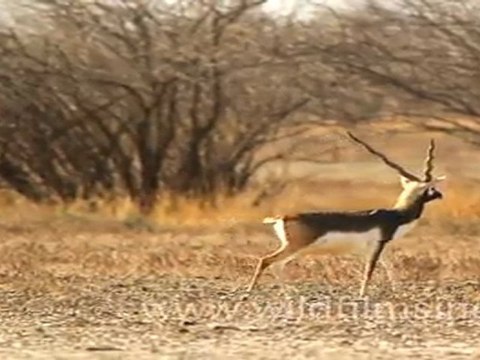 Black buck in Velavadar Black Buck National Park