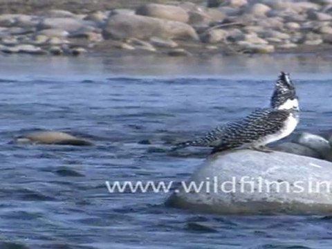 Himalayan Pied Kingfisher in Corbett National Park
