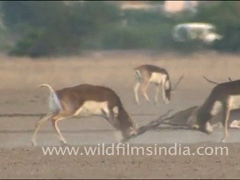 Black Bucks Fighting in Tal Chappar Wildlife Sanctuary