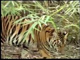 Tiger- National Animal of India