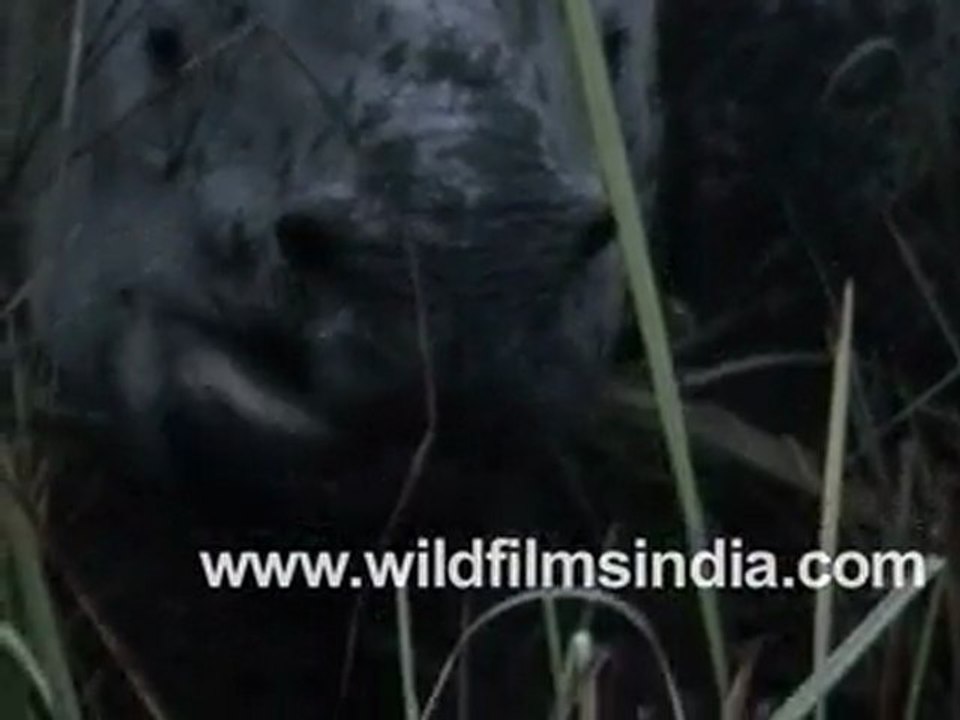 Indian Rhinoceros (Rhino or Rhinoceros unicornis)