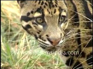 Vignettes from the Indian Wilderness Part - 1