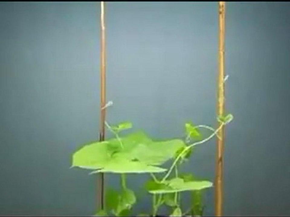 Sarmaşık Nasıl Büyür (Hızlandırılmış Video)