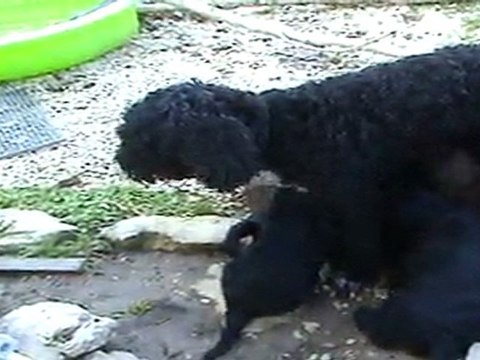 Barbet Coccolina and pups 7 weeks