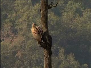 White-backed Vultures in India