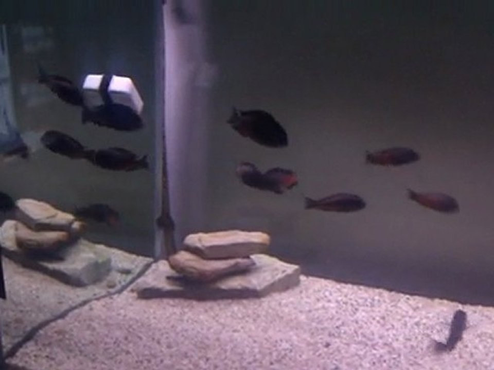 Tropheus chipimbi